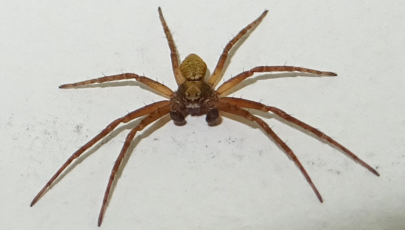 Philodromus sp.